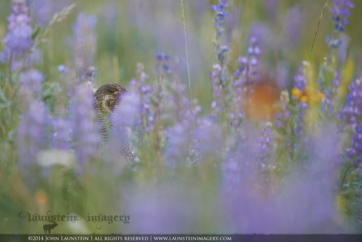 Dusk in the Meadow
