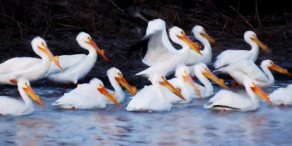 Pelican Art
