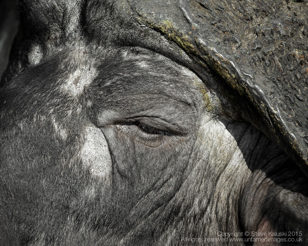 Buffalo close-up