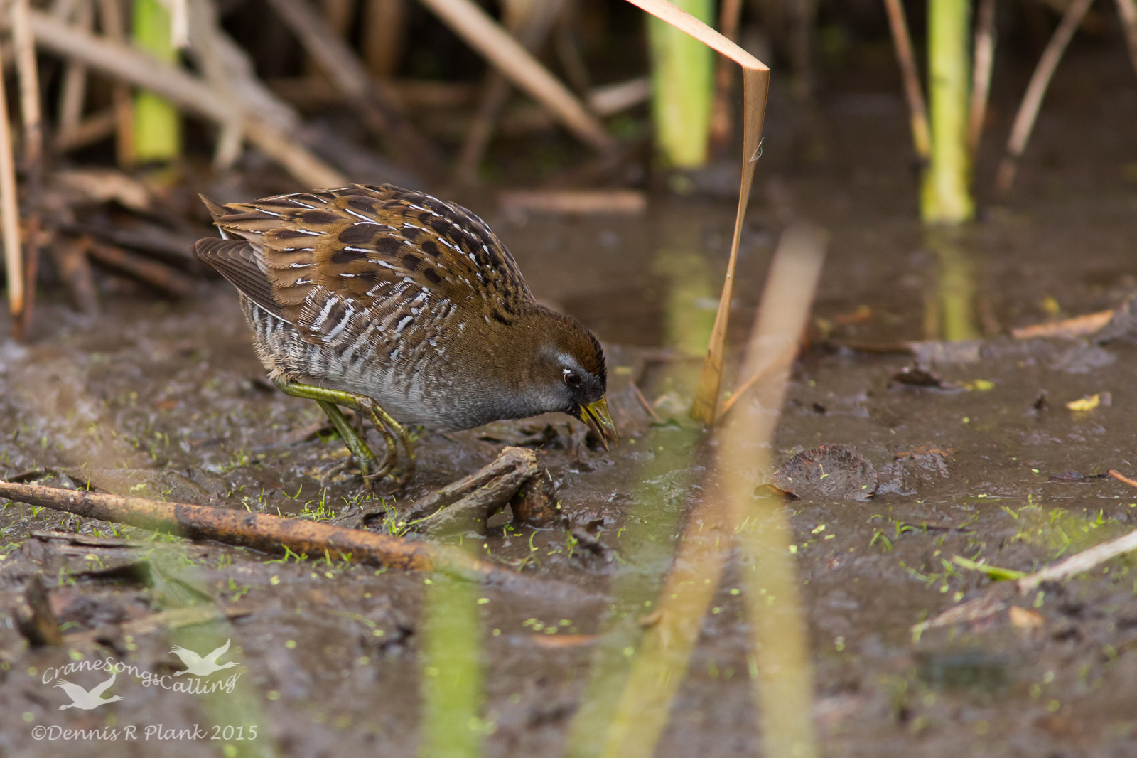 Sora in habitat