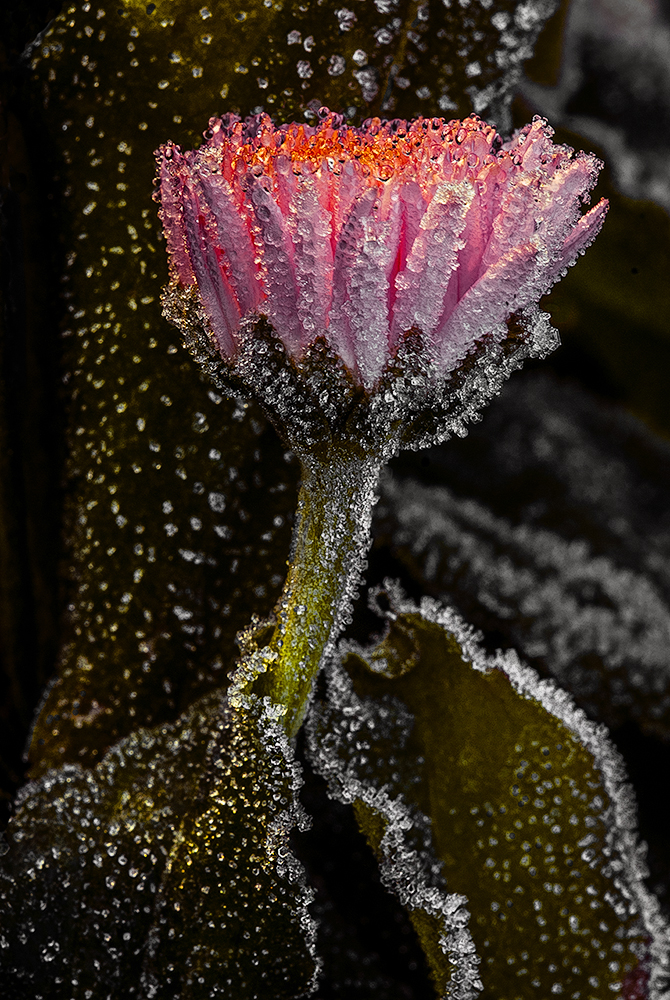 The last winter flower