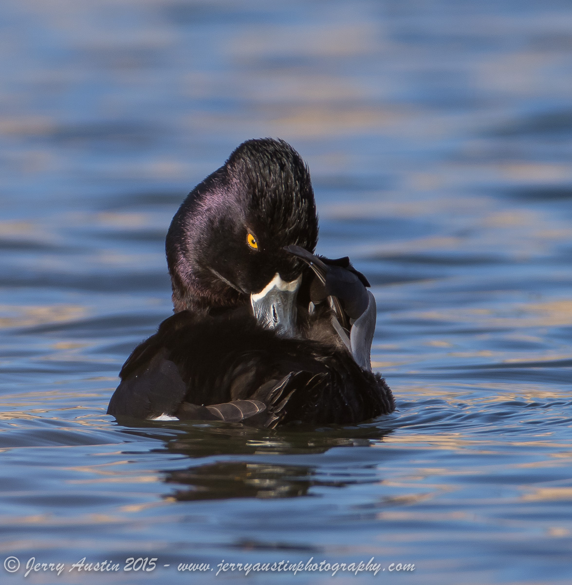 Ring-Necked Attitude