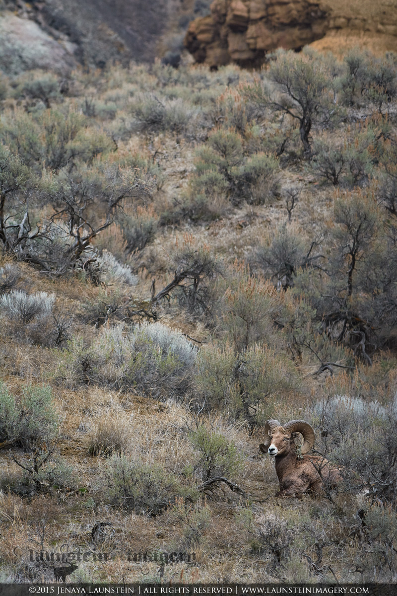 Canyon Bighorn