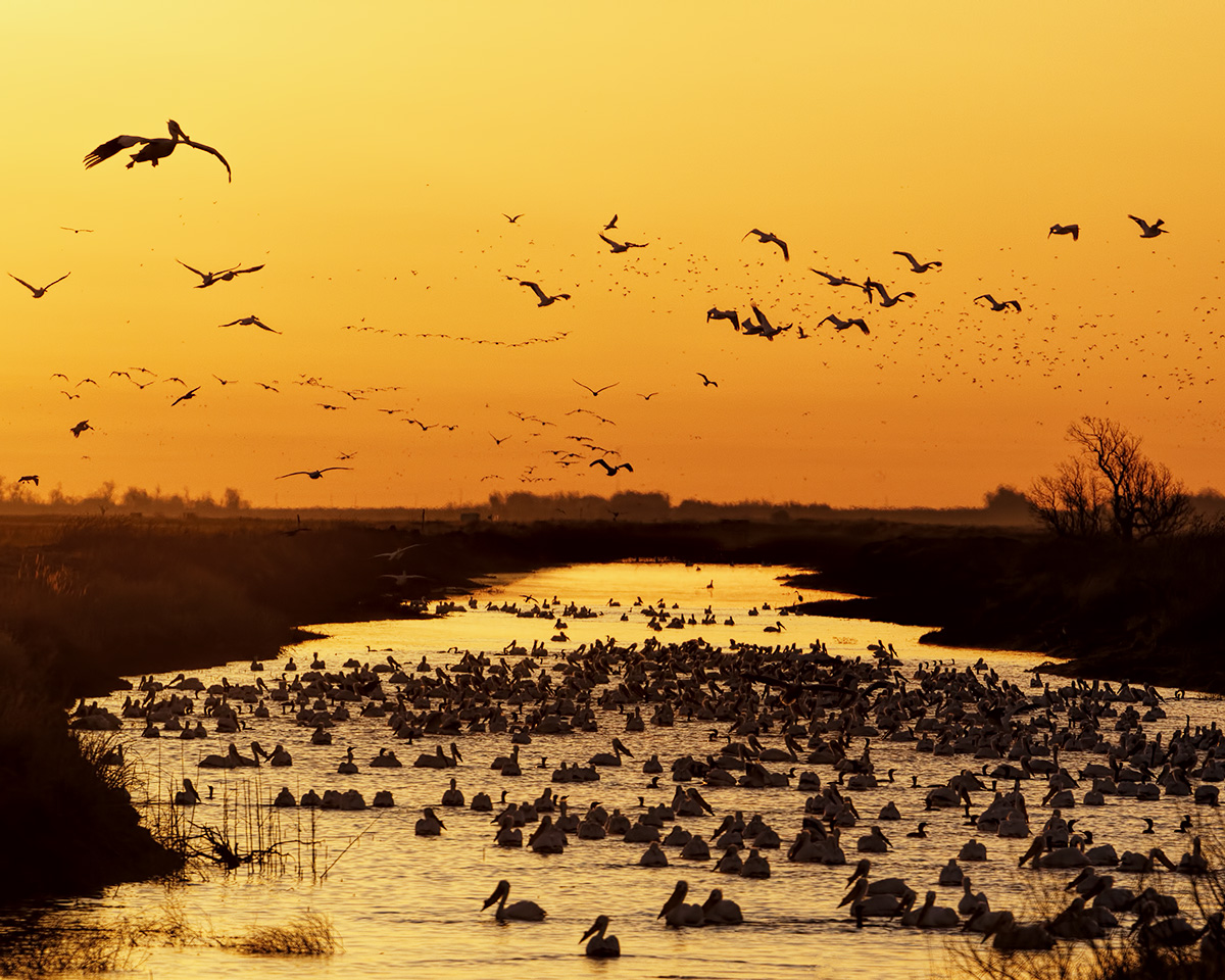 Sunrise Pelicans