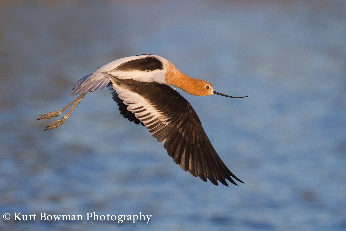 American Avocet