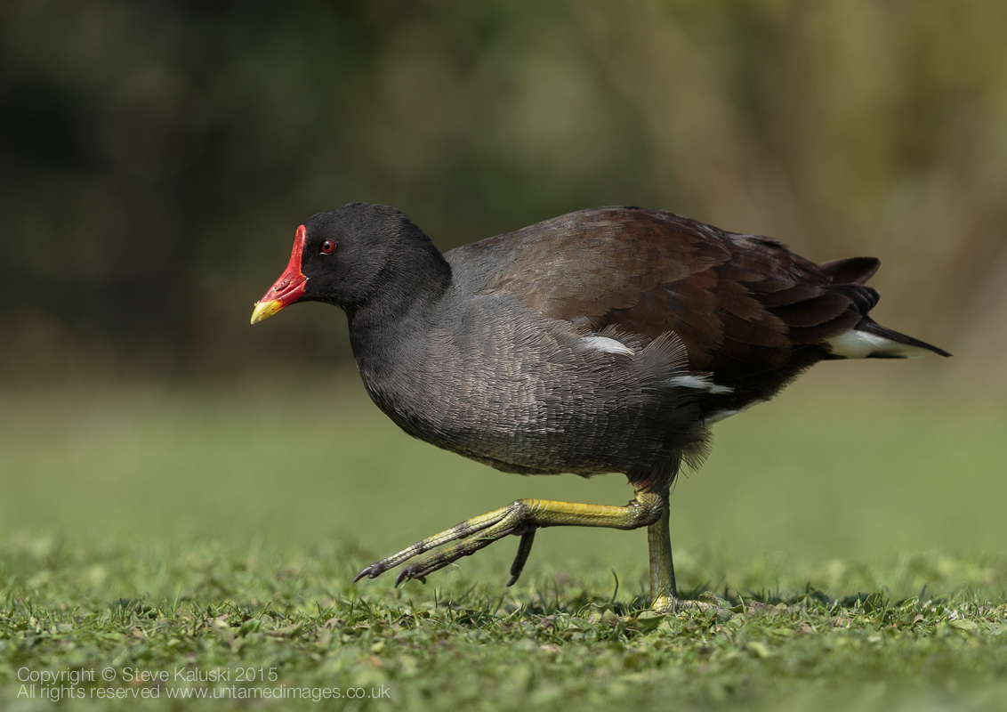 Moorhen