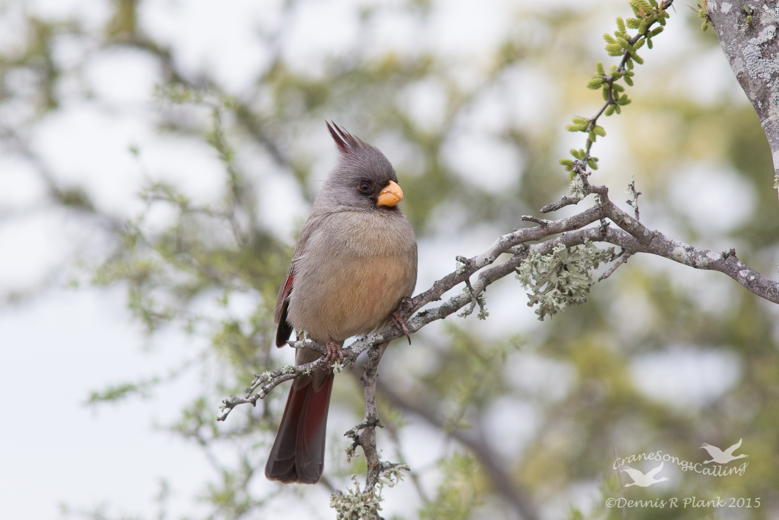 Pyrrhuloxia (f)