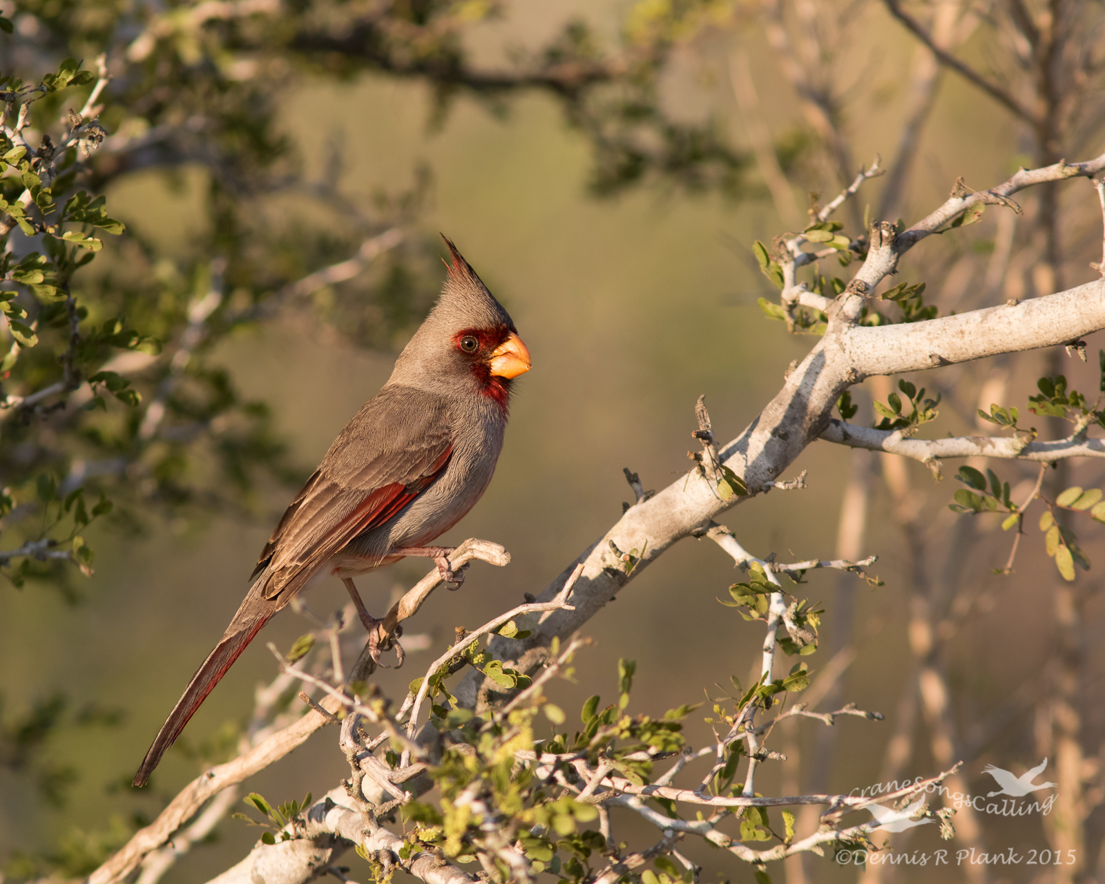 Pyrrhuloxia (m)