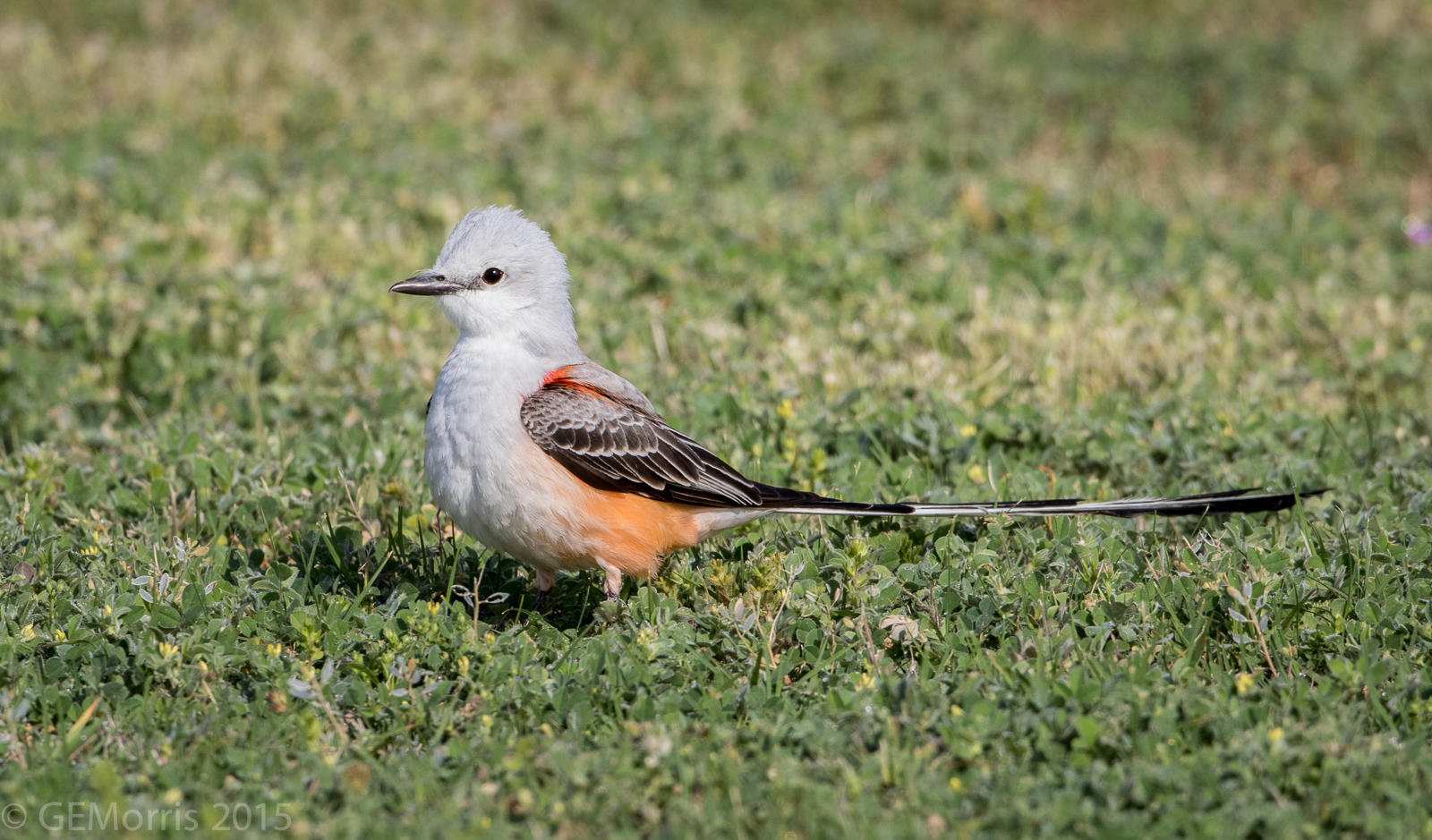 Scissor-tailed Portrait