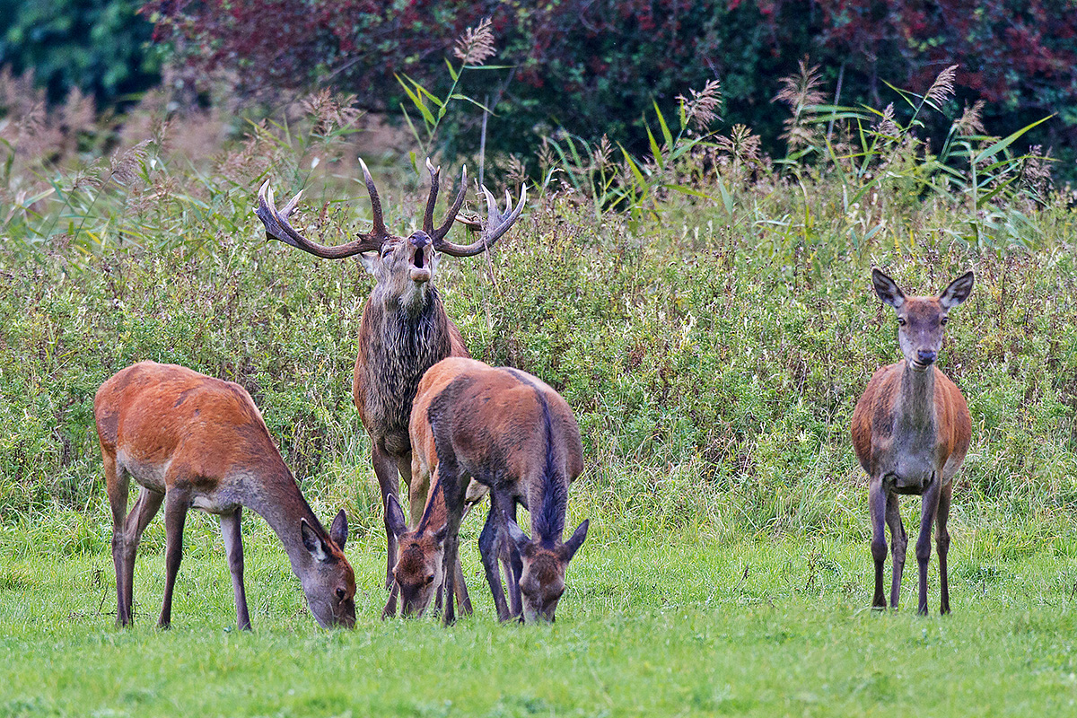 Red deer rut