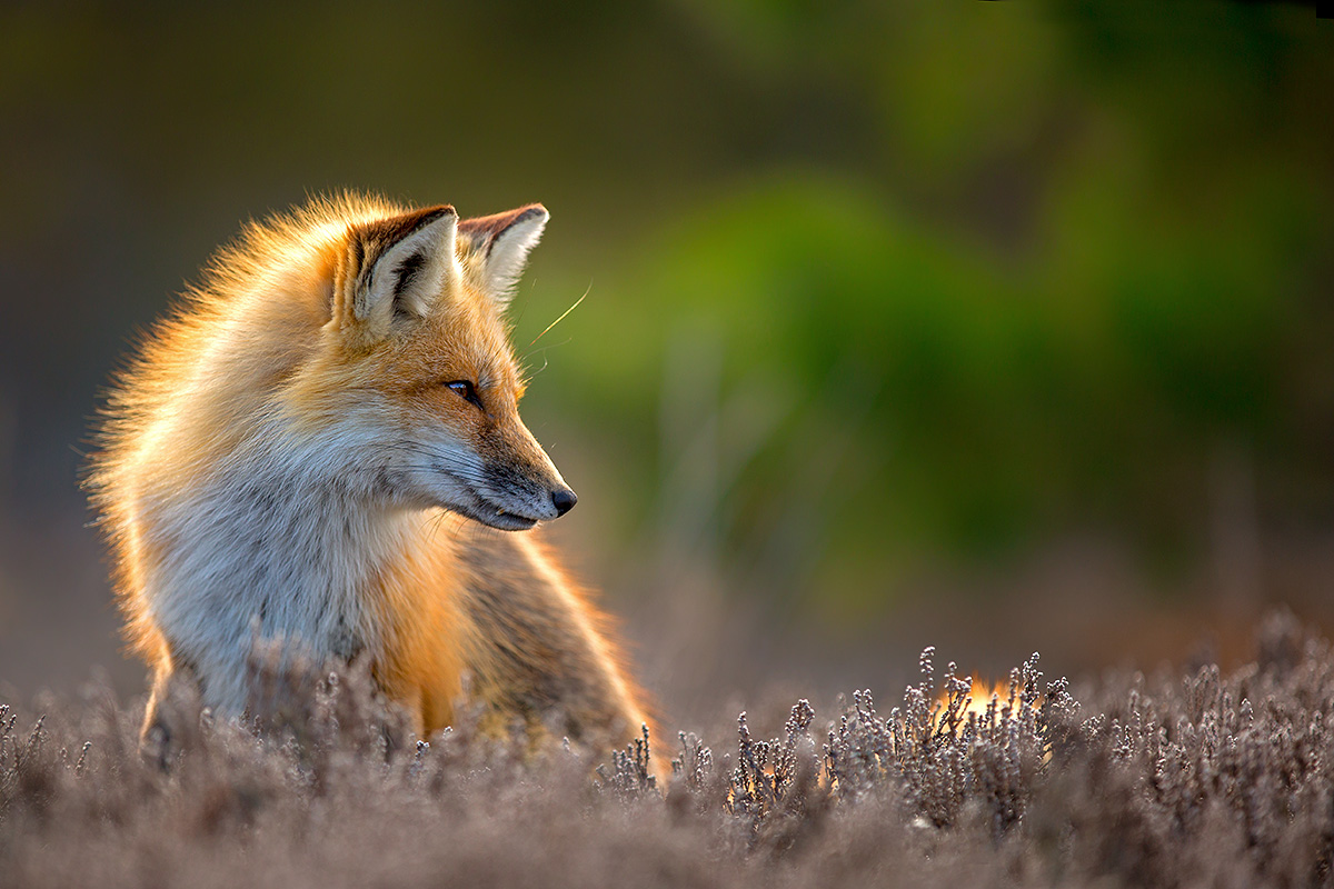 Backlit fox