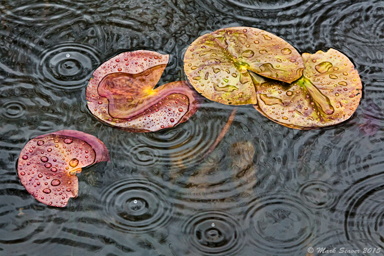 Raindrop Rebounds