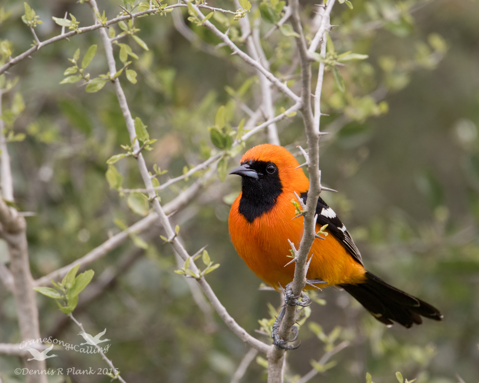 Hooded Oriole