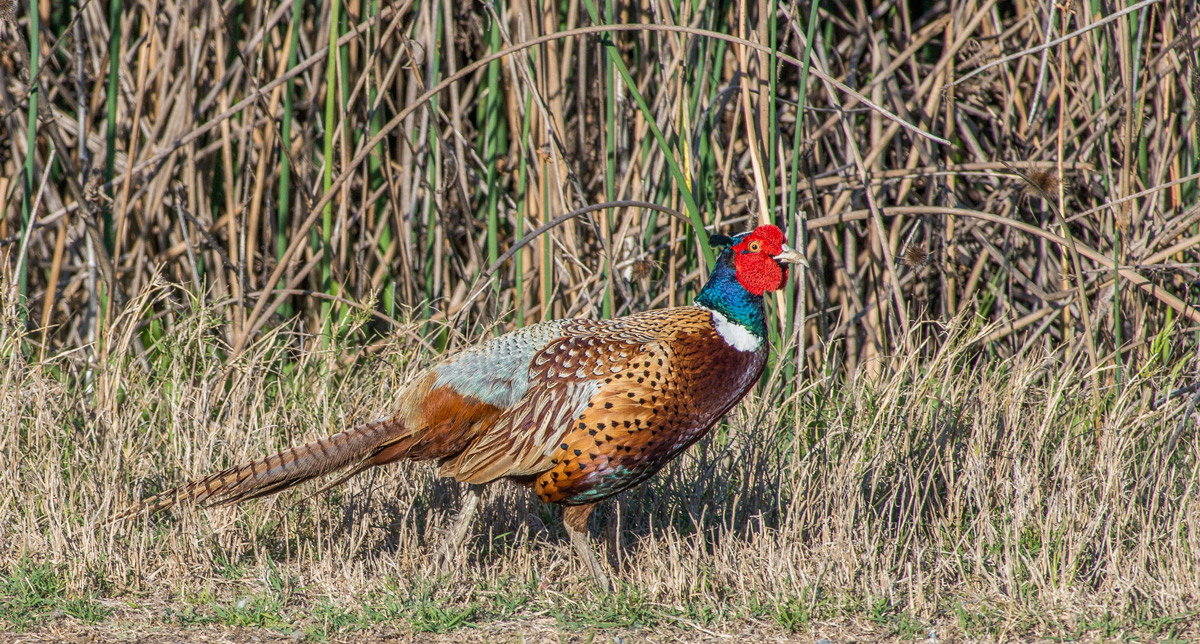Pheasant on the Move