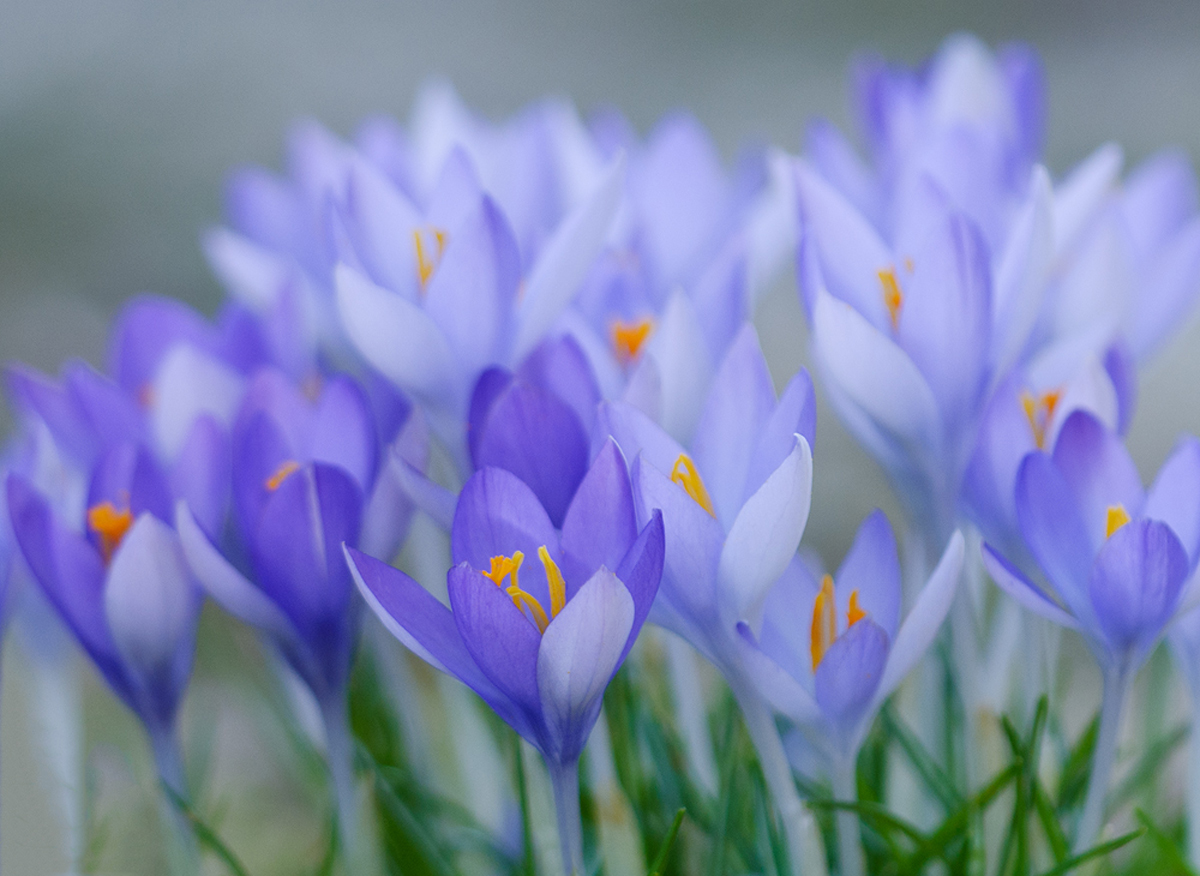 Low  laying crocus