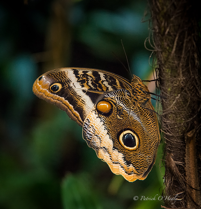 Giant Owl Butterfly