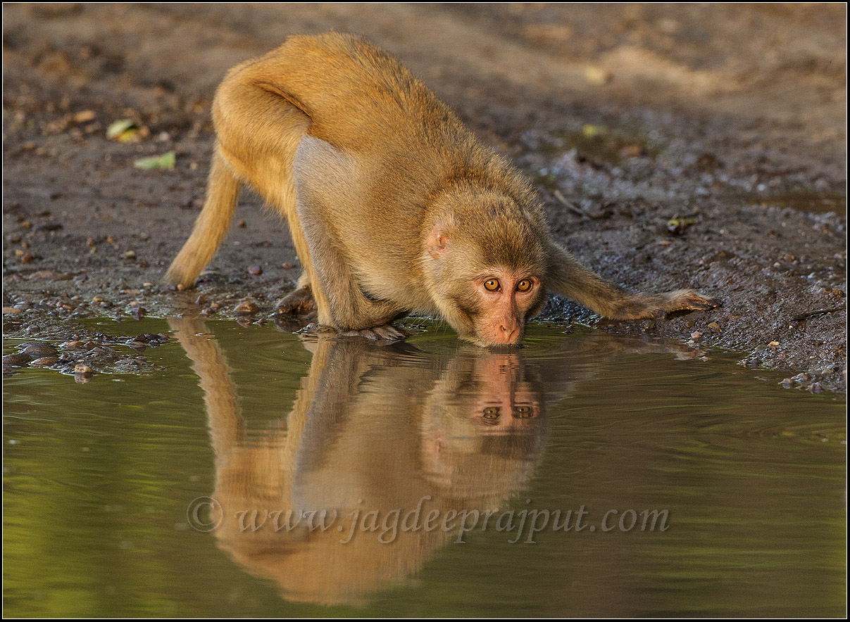 Rhesus Monkey