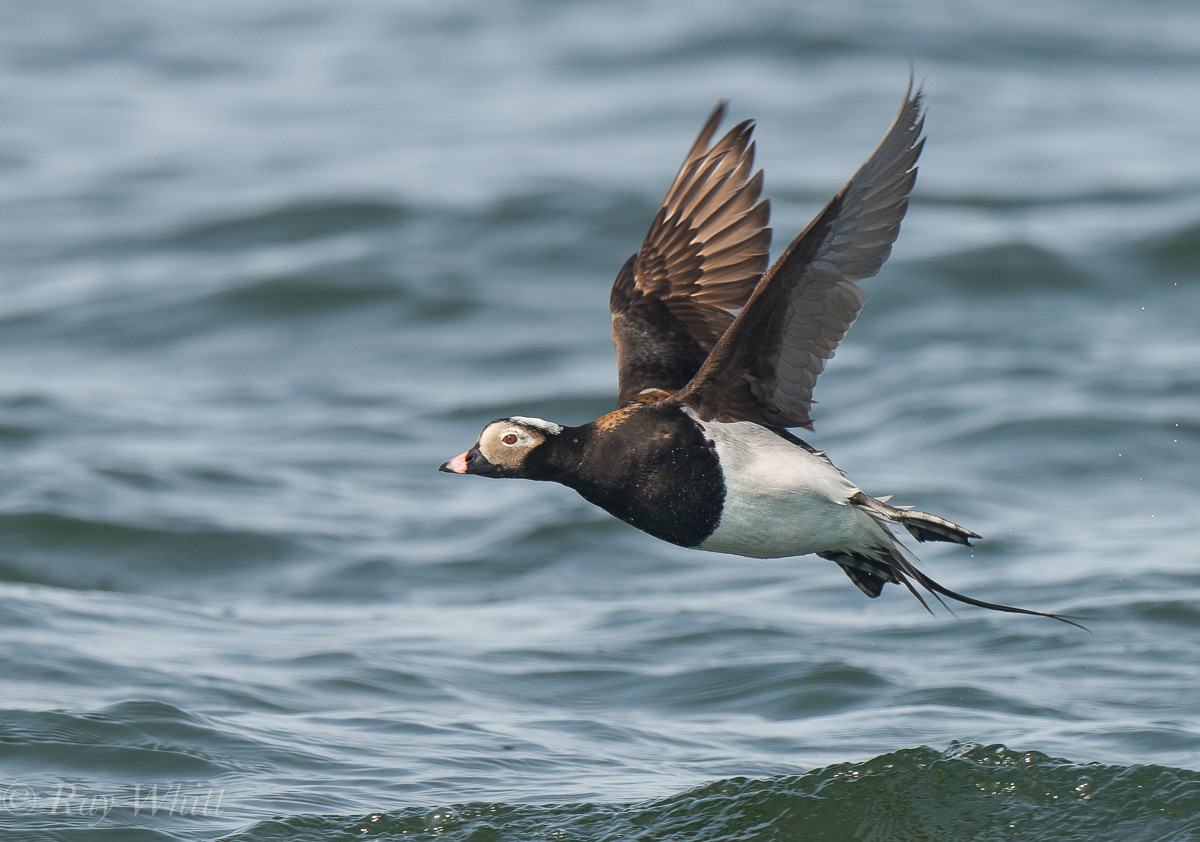 Long-tailed Duck