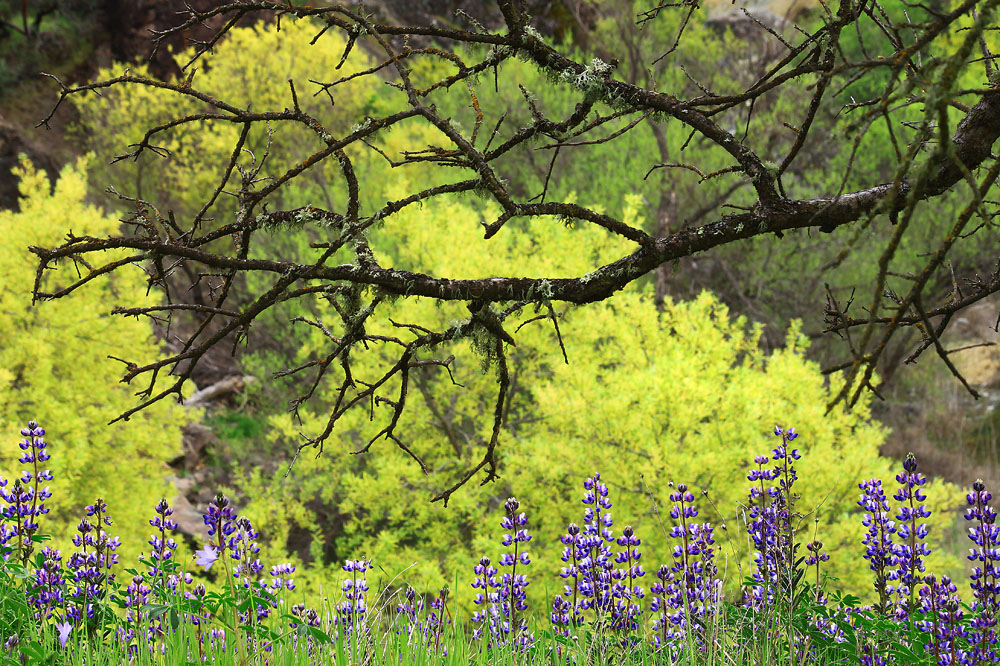 Lupine Canyon