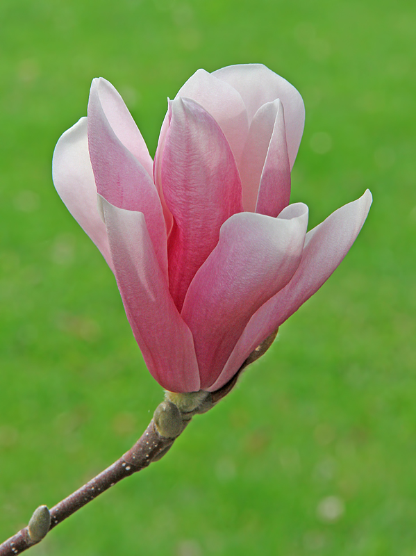 Magnolia Flower