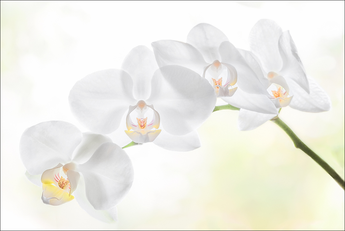 A flight of orchids