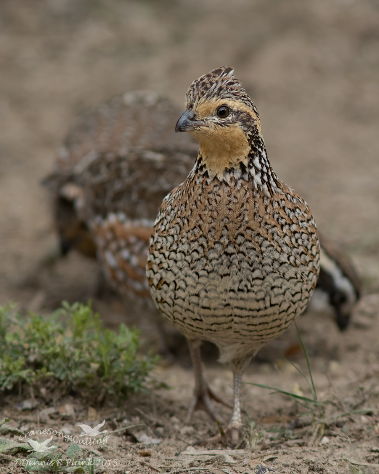 Northern Bobwhite