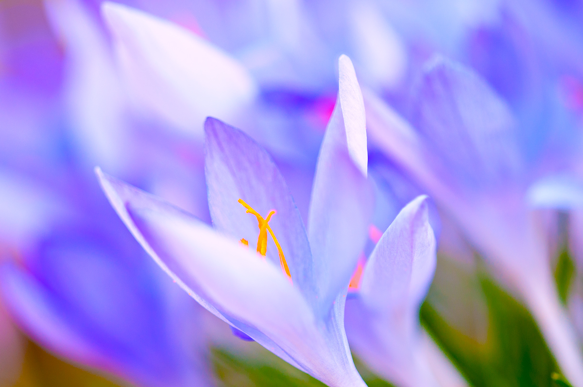   Crocus   Art