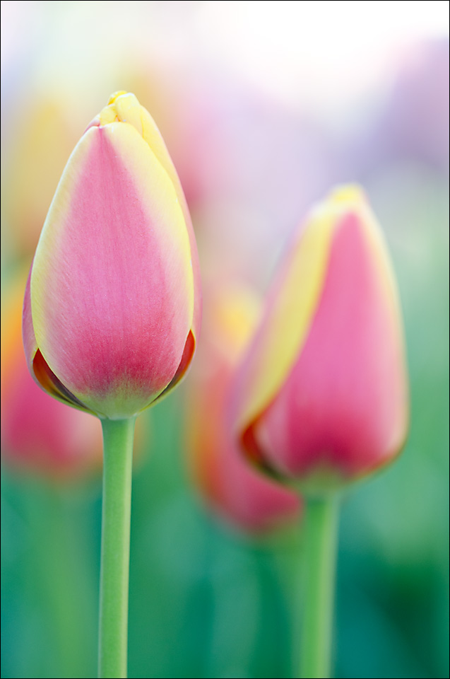 2015 Tulips1