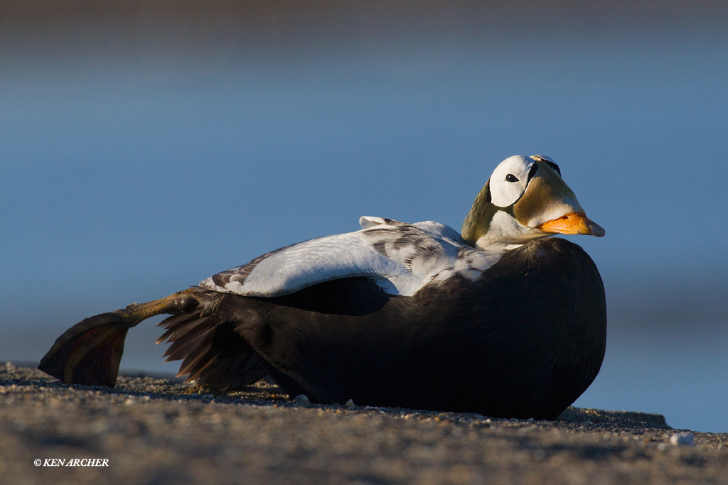 Spectacled Eider