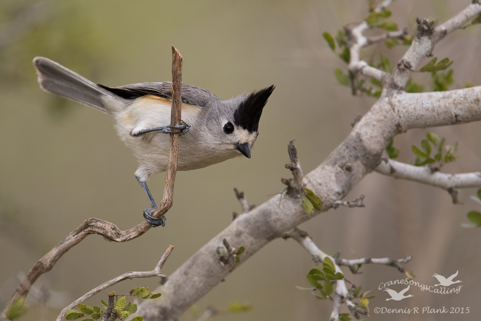 A Higher Titmouse