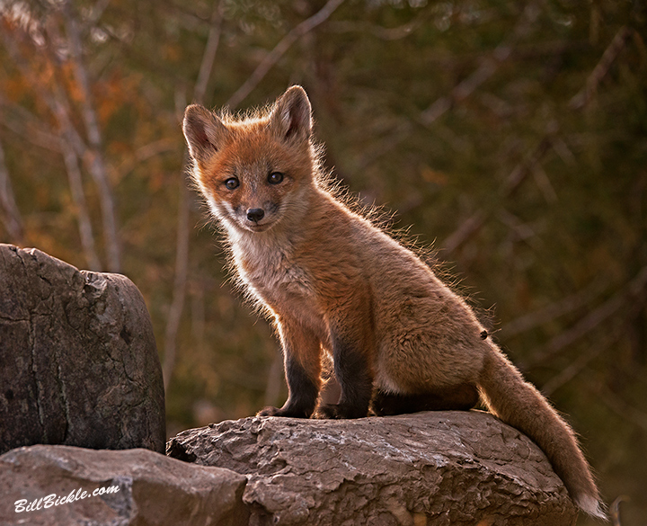 Red Fox kit
