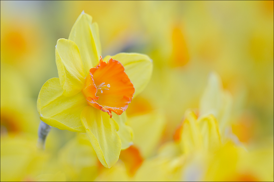 Daffodils 1