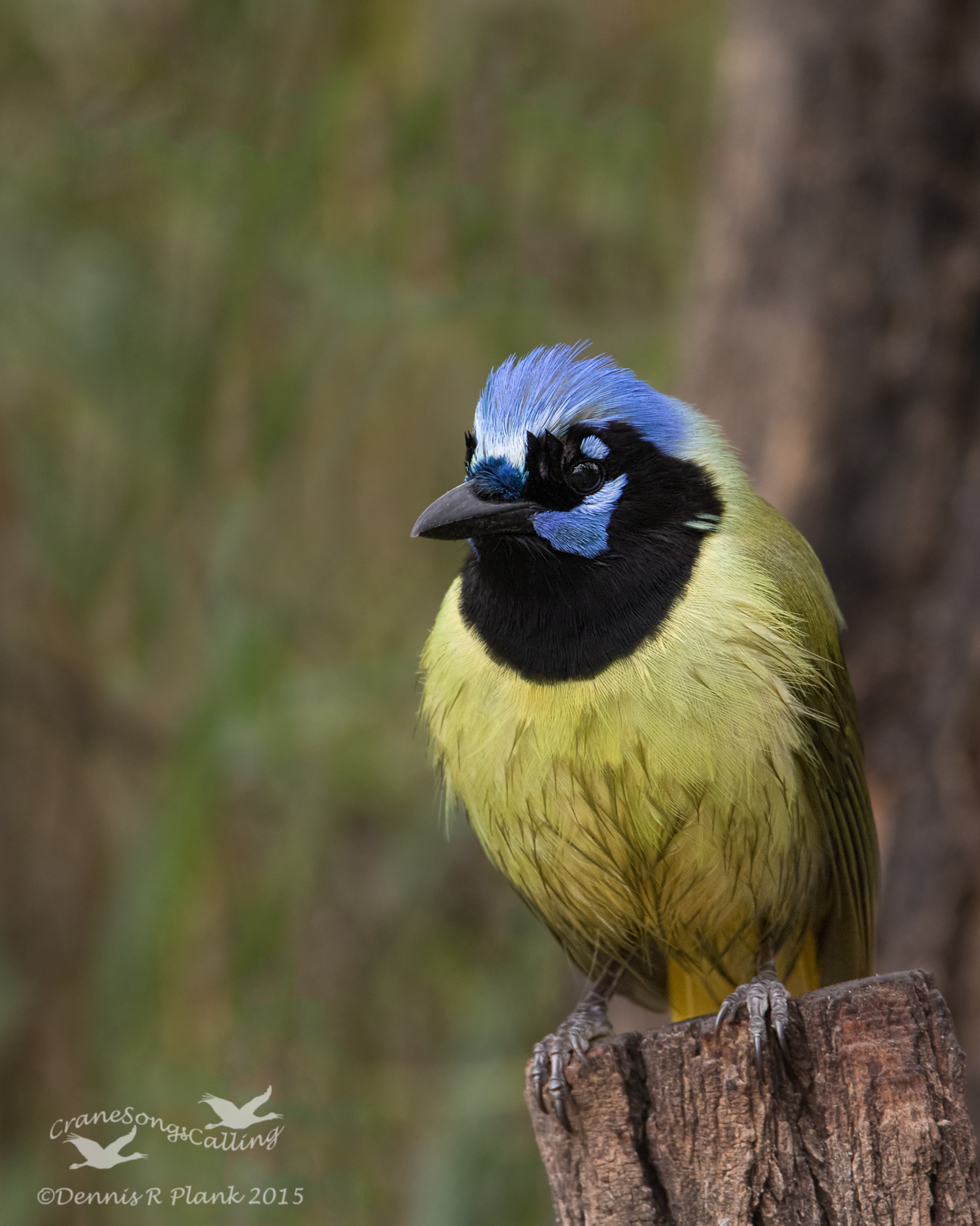 Green Jay