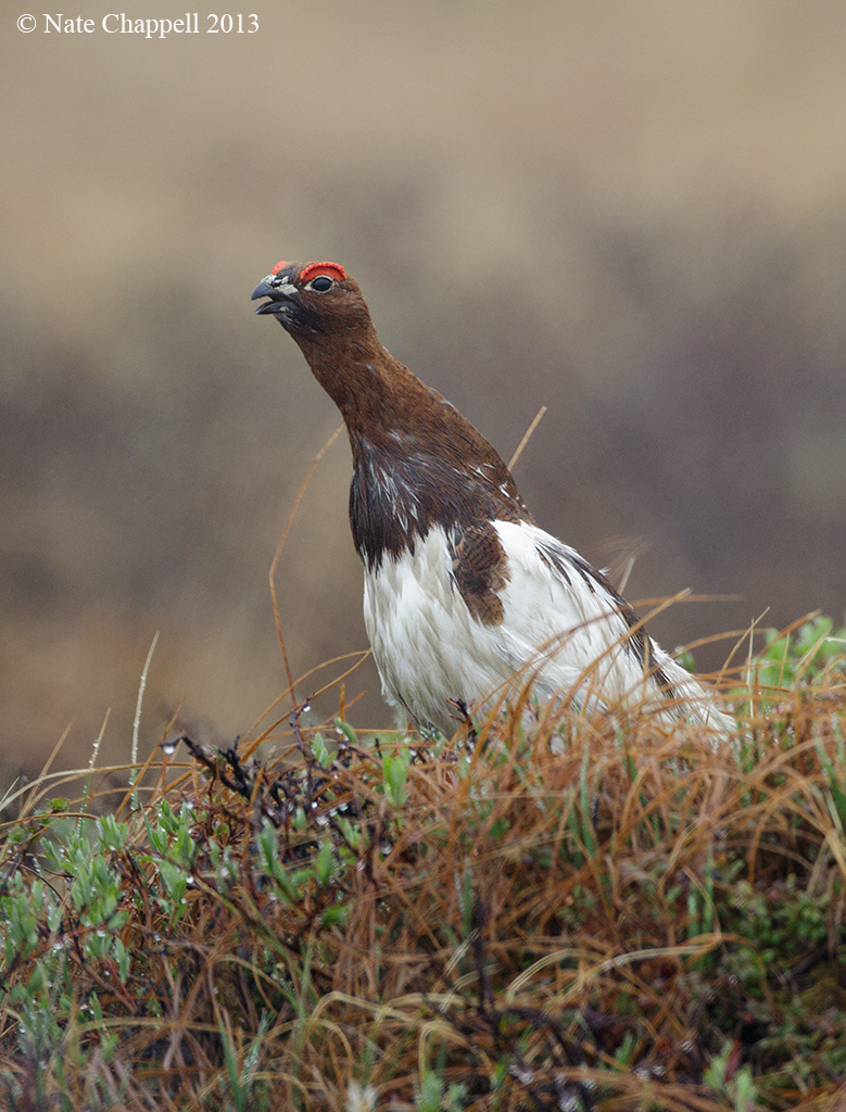 Willow Ptarmigan Calling