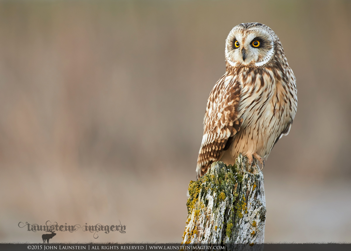 Wide-Eyed