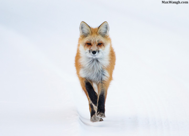 Fox Trot
