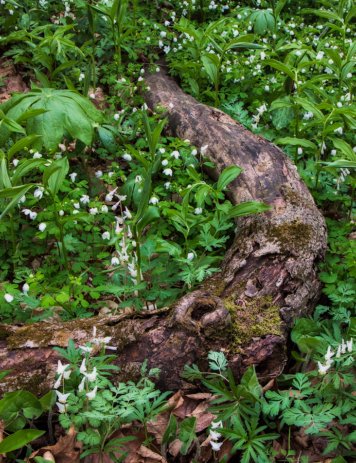 Lushness of Spring