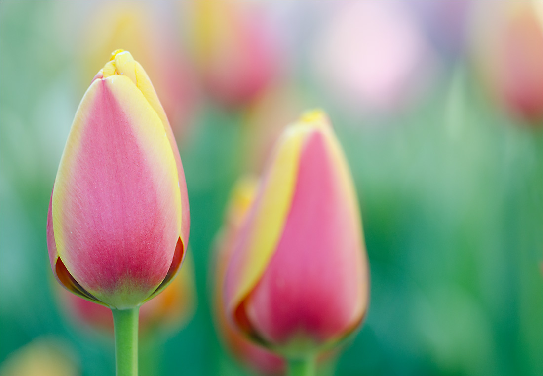 2015 Tulips 2