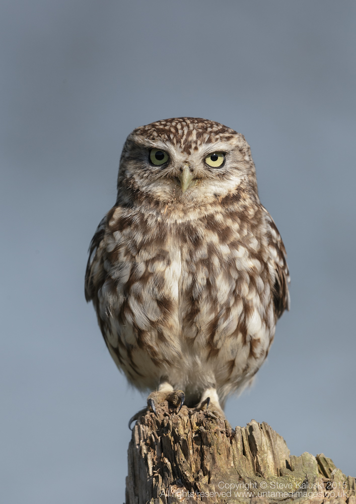 Little owl