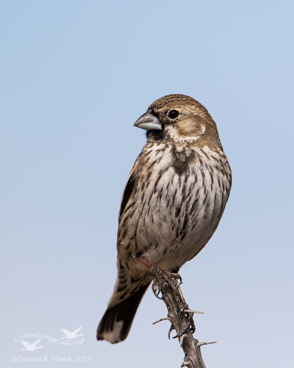 Lark Bunting Portrait