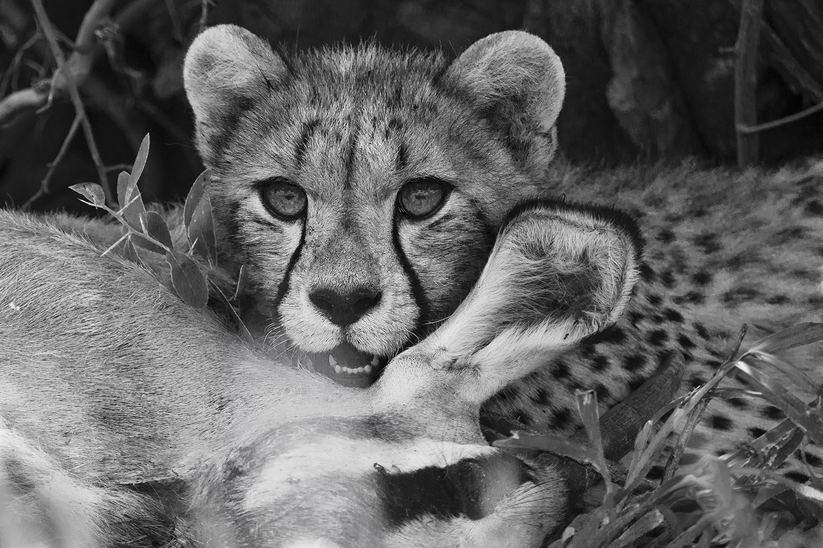 Cheetah cub with gemsbok