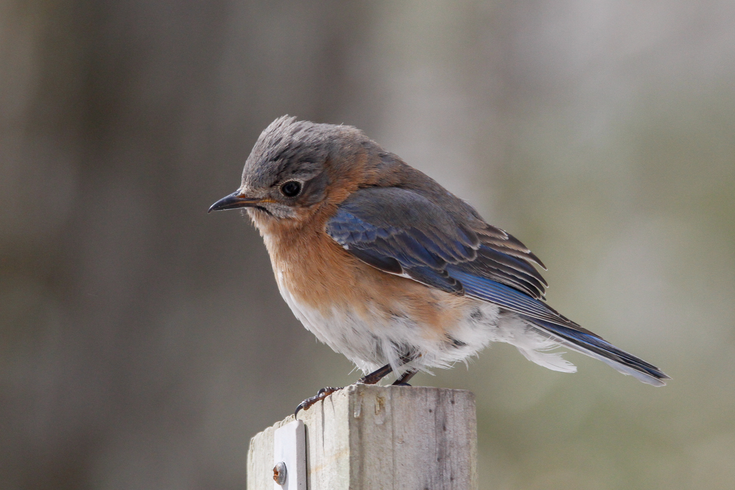 Back yard Bluebird
