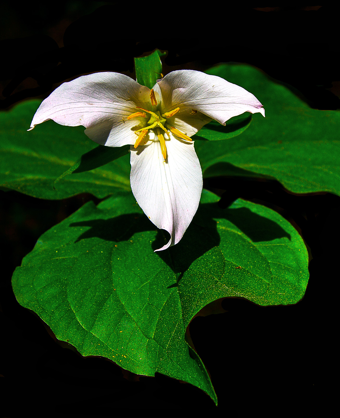 Trillium