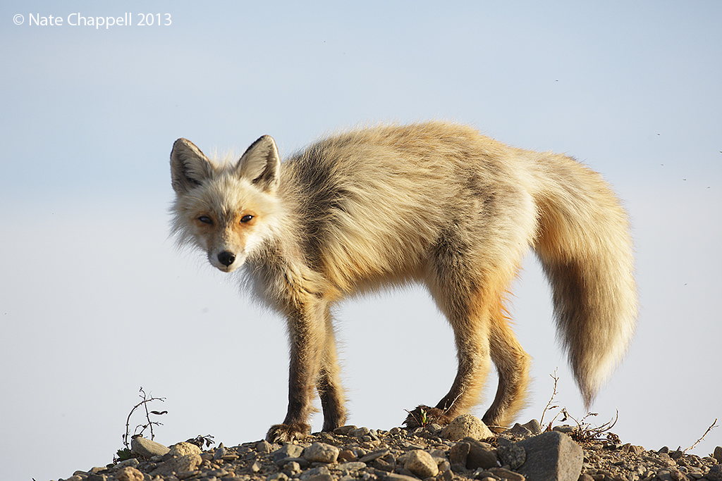 Red Fox - Nome 