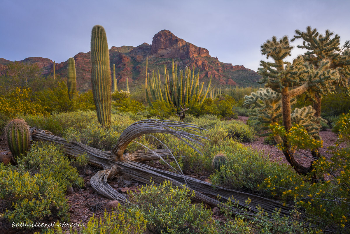 Organ Pipe Evening