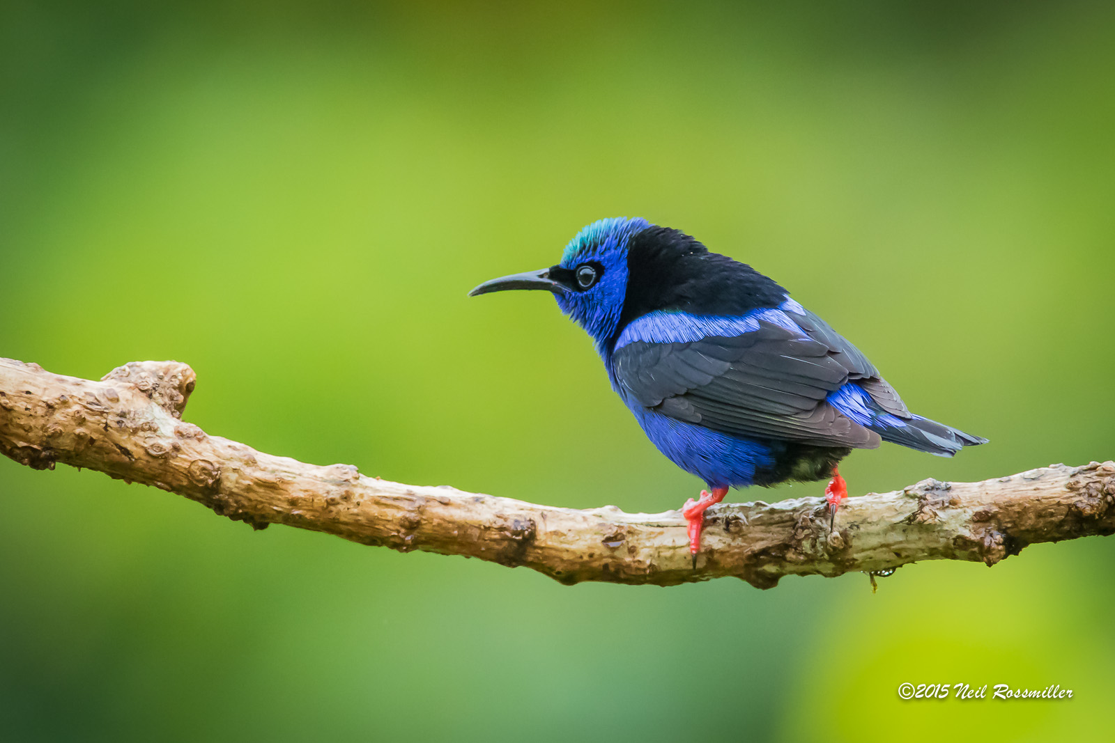 Red-legged Honeycreeper