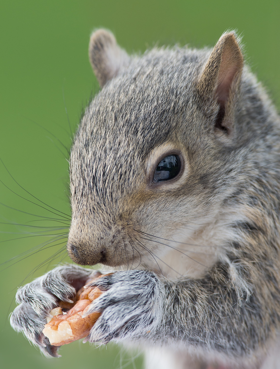 Baby Gray Squirrel