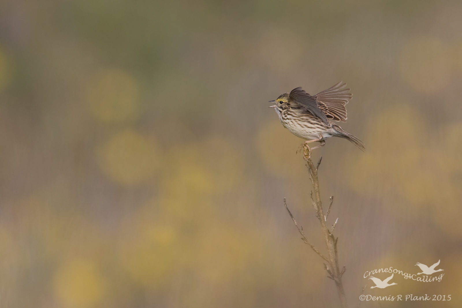 Savannah Sparrow