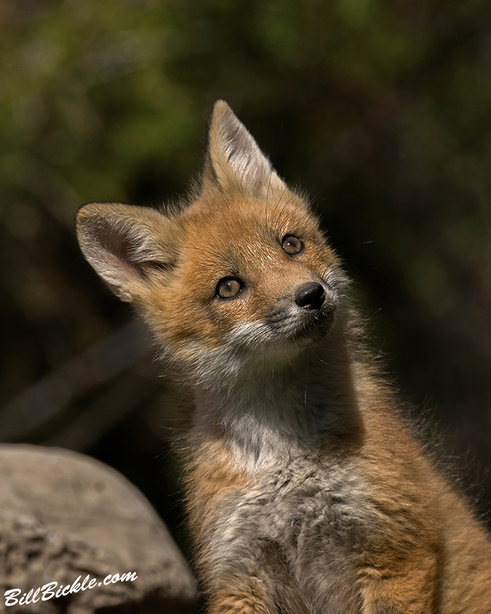 Red Fox Kit looking up