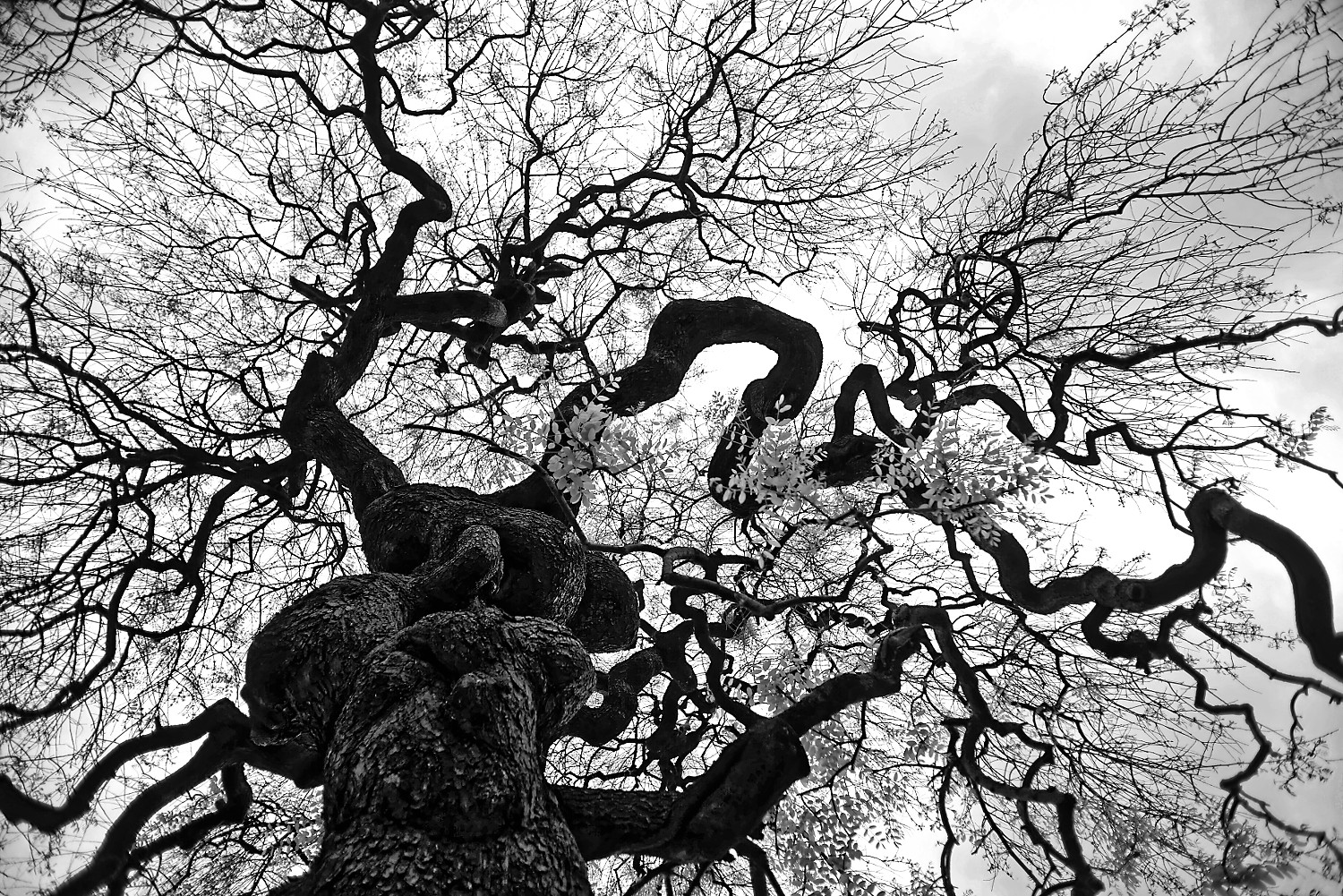 Sophora japonica